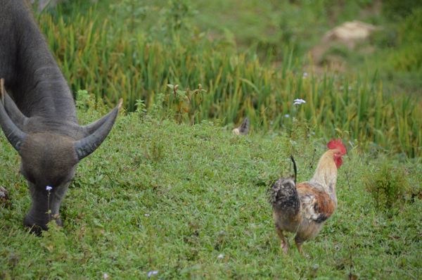 2017_Vietnam-054